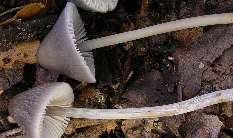 Mycena polygramma